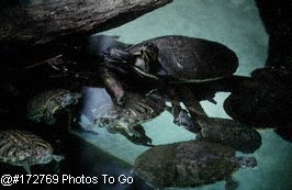 Turtles